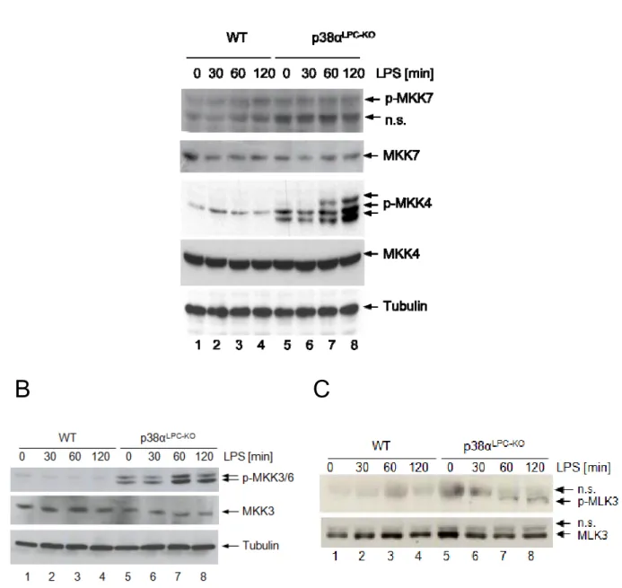 Figure 7: LPS induced hyperactivation of MKK4, MKK3/6 and MLK3 in livers of p38α LPC-KO  mice (A)  Immunoblot analysis of the JNK-activating kinases MKK4 and MKK7 in the liver extracts from control and p38α 