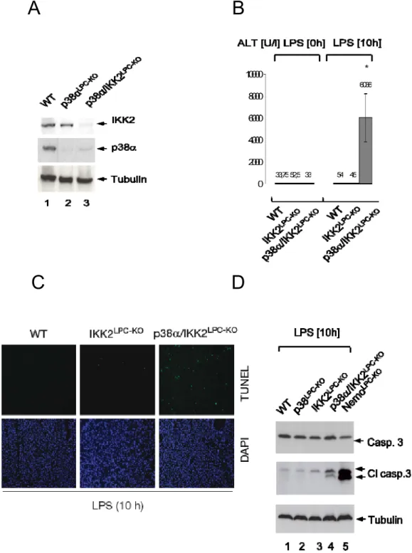 Figure 8: p38α collaborates with IKK2 to protect the liver from LPS-induced toxicity. (A) Immunoblot  analysis detecting the expression of IKK2 and p38α in the extracts of liver protein from control, p38α LPC-KO  and  p38α/IKK2 LPC-KO  mice