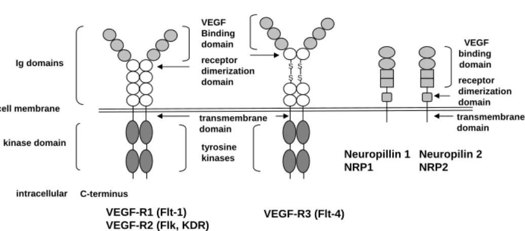 Figure 4: Structure of VEGF-receptors and Neuropilins Source: Own illustration