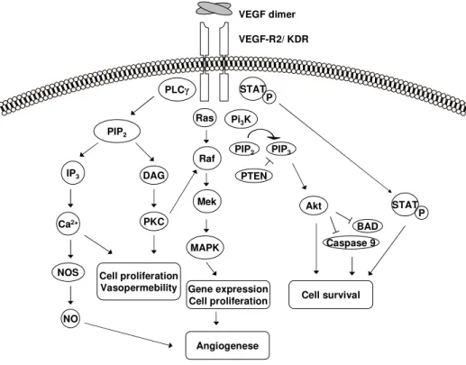 Figure 5: Intracellular signaling cascades downstream of VEGF-R2 Source: Own illustration