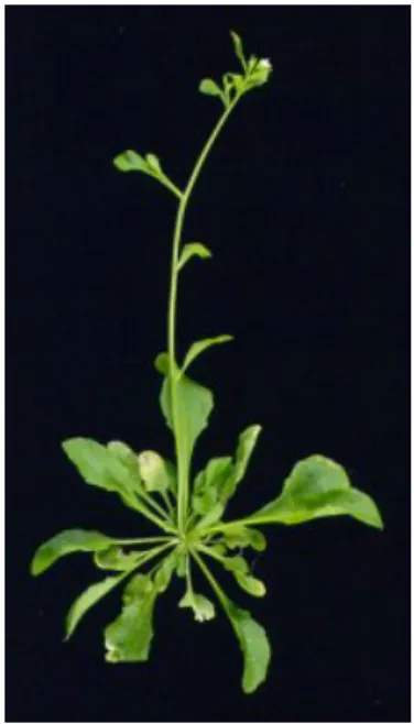 Figure 2.1: Arabidopsis sporophyte - Wild-type, adult Arabidopsis photo taken from OpenWetWare.
