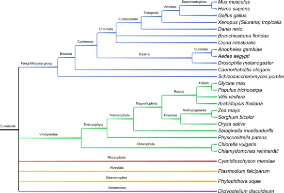 Figure 6.1: Phylogeny of the 27 sampled organisms - Phylogenetic positions were determined by using the NCBI taxonomy browser (9)