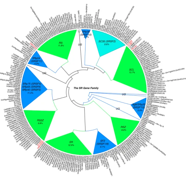 Figure 6.2: Condensed SR gene family tree - Schematic representation of the sub- sub-family relationships among SR genes from the organisms sampled in this study