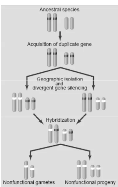 Figure  1:  Divergent  silencing  of  duplicate  genes  contributes  to  reproductive  isolation  (Lynch  2002)