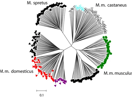 Figure  7:  Allele  sharing  tree  based  on  69  microsatellites  in  the  four  (sub)species
