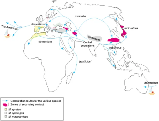 Abb. 1 Kolonisationswege und Verbreitung der Hausmaus und nahverwandter Spezies (Guenet  und Bonhomme 2003) 