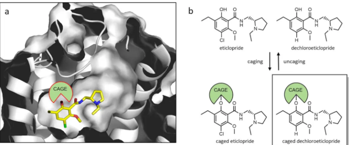 Figure 1.  Ligand design. Binding mode of eticlopride in the D 3 R binding pocket as revealed by X-ray  crystallography 37  (a) and caging strategy based thereon (b).