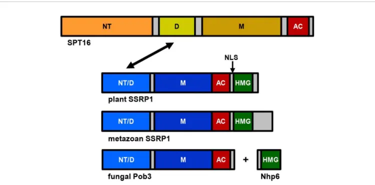 Figure 1) and the HMG-box function is provided by small Nhp6a/b HMG-box proteins (Brewster et al., 2001; Formosa et al., 2001)