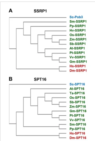 FIGURE 2 | Sequence similarity of FAcilitates Chromatin Transcription (FACT) subunits