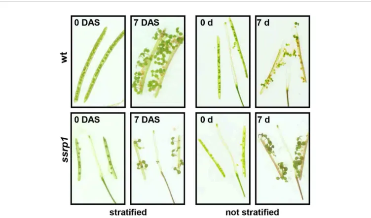 FIGURE 3 | Reduced dormancy of ssrp1 seeds. Germination assays with opened siliques harvested 14 days after ﬂ owering