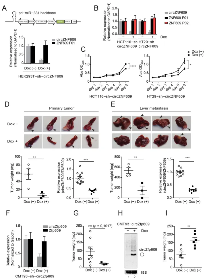 Figure 5. circZNF609 promotes colorectal cancer development. (A) shRNA design for knocking down of circZNF609 based  on pri-miR-331 cassette driven by Poll-II promoter