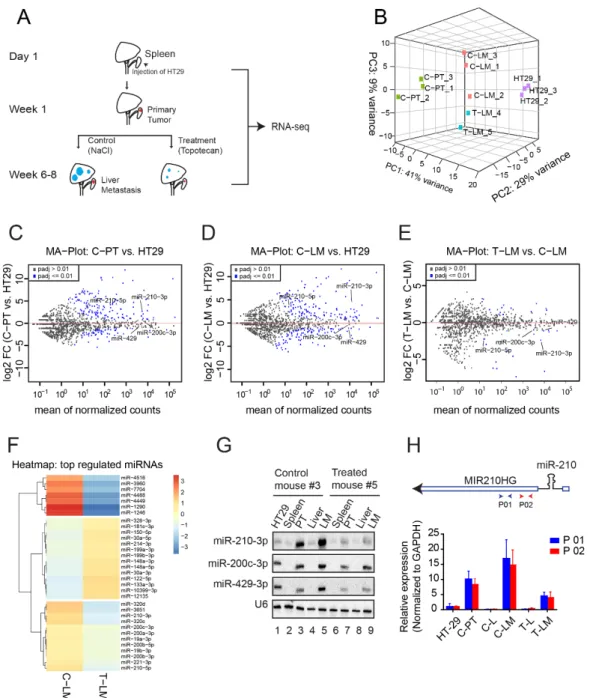 Figure 1. Mouse model and identification of miRNAs and MIR210HG as targets of LDM topotecan  chemotherapy