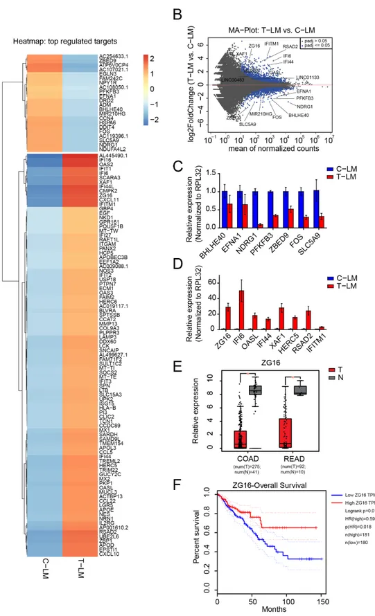 Figure 2. Identification of mRNAs regulated during LDM topotecan chemotherapy. (A) Heatmap of differentially expressed mRNAs in liver metastases from treated mice (T-LM) versus liver metastases from control mice (C-LM)