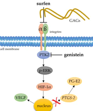 Figure 6. Simplified schematic presentation of a possible role of heparane sulfate integrin interaction  and downstream phosphorylation of kinases for the mechanotransductive stabilisation of HIF-1α