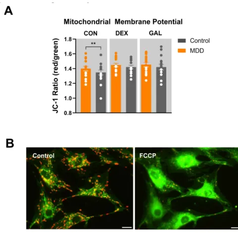 Figure 3. Mitochondrial membrane potential of fibroblasts. (A) Red/green (JC-1 aggregate/monomer)  ratios of MDD and control fibroblasts under non-treated, DEX-treated (1 µM, 7 days), or GAL-stressed  conditions (glucose-free, 10 mM galactose, 7 days)