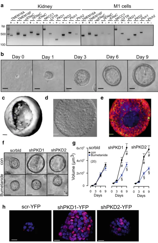 Fig. 3 M1 renal organoid and cyst model. a RT-PCR analysis of mRNA expression of ion  chan-nels and receptors in mouse  kid-ney and M1 collecting duct cells: