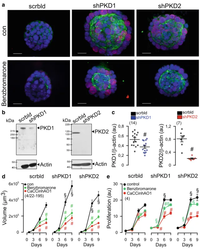 Fig. 4 Increased expression of TMEM16A, proliferation and organoid growth by knockdown of PKD1 or PKD2