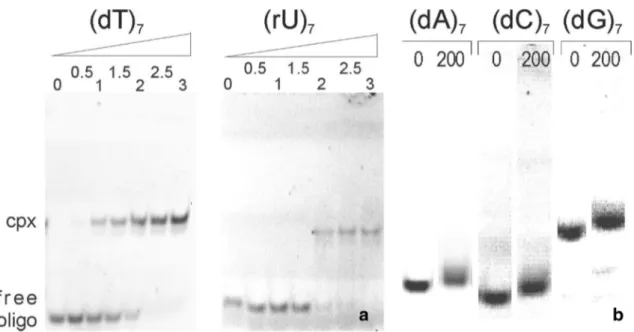 Fig. 1    Relative binding affinities as observed by electrophoretic  mobility shift assays