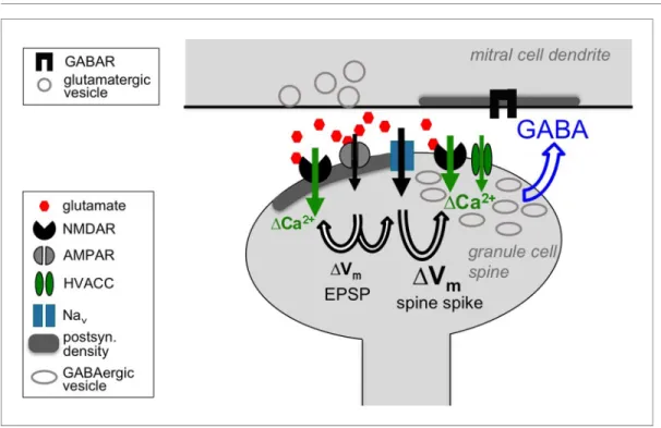 Figure 7. Cooperative release of GABA from the granule cell reciprocal spine. Depolarizing currents are indicated by black solid arrows and Ca 2+ entry by green solid arrows