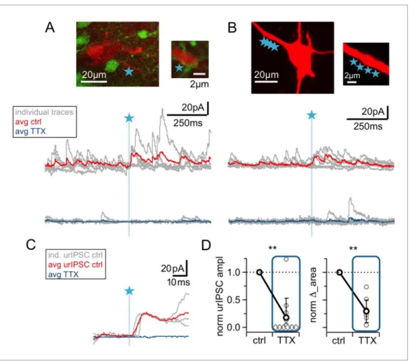 Figure 2. The urIPSC is reduced by Na v blockade (TTX, 500 nM). (A, B) Representative experiments showing a patch-clamped mitral cell (Alexa594 50 mM, red), the uncaging site(s) along a lateral dendrite (blue star) and below the corresponding uncaging trac