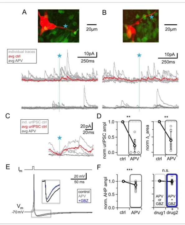 Figure 4. NMDAR blockade with D-APV (25 mM) results in a strong reduction of urIPSC amplitudes and also reduces AHPs following mitral cell APs