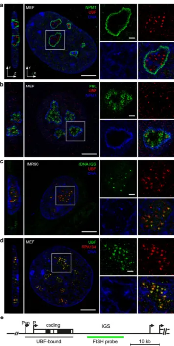 Figure 1.  Super-resolution 3D-SIM imaging of nucleolar organization. Immunofluorescence labeling of MEF  and IMR90 cells