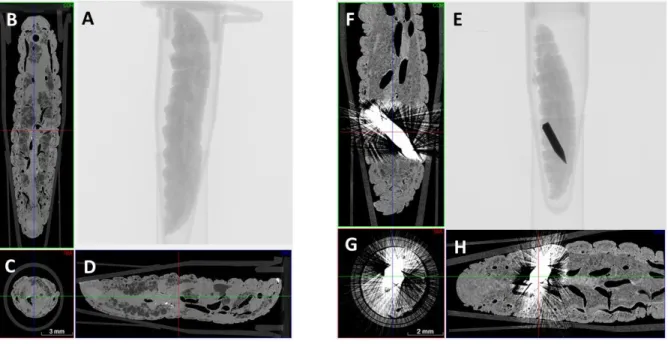 Fig. 2: Micro-CT cross-sectional imaging of larvae  