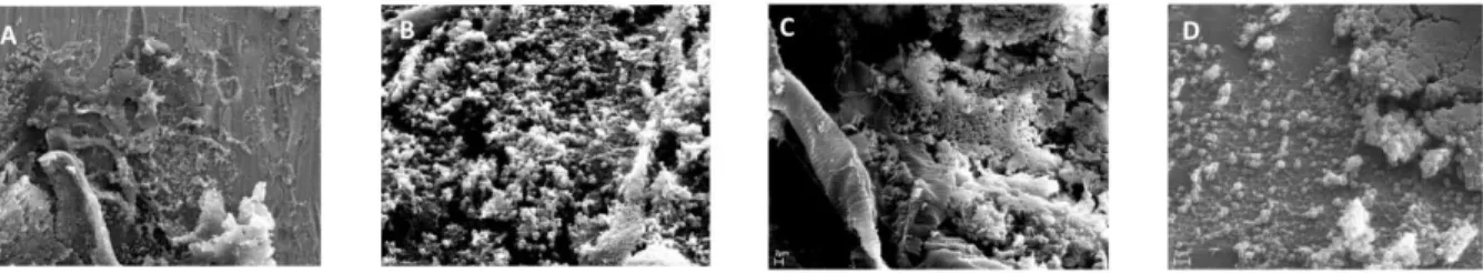 Fig. 8: Visualization of biofilm maturation stages with SEM.  