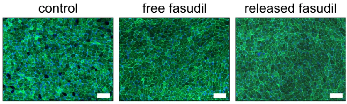 Figure 7. Free and released fasudil do not negatively affect retinal pigment epithelium cells (ARPE- (ARPE-19)