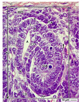 Fig. 1 View of a nephrogenic compartment (framed) located in the nephrogenic zone (NZ) of the fetal human kidney by optical microscopy