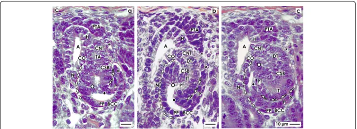 Fig. 4 View onto the a early, b mid, and c late comma-shaped body (CSB) in the fetal human kidney by optical microscopy