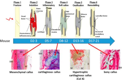 Figure 3. A representative figure showing the different murine fracture healing phases