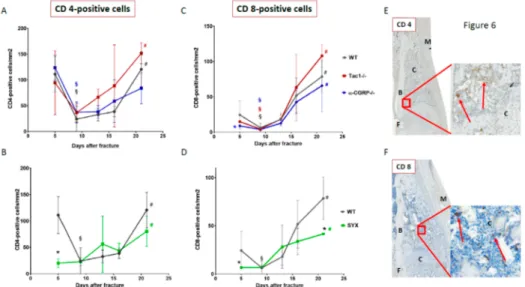 Figure 6. Number of CD4- and CD8-positive cells during callus maturation. Number of CD4-positive helper T cells (A,B) and CD8-positive cytotoxic T cells (C,D) in the callus tissue of Tac1 − / − , α-CGRP − / − (A,C), SYX (B,D), and WT mice (A–D) at the time