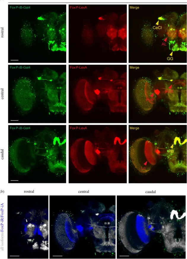Figure 5. Comparison of FoxP-isoform expression patterns. (a) Confocal images of adult brains expressing FoxP-iB-Gal4 &gt; CD8-GFP (green) and FoxP-LexA &gt; CD8-RFP (red)