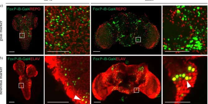 Figure 2. Only neurons, not glia, are expressing FoxP-iB in the Drosophila brain. Immunohistochemistry on FoxP-iB-Gal4 &gt; Stinger-GFP flies with REPO (glia, a) and ELAV (neurons, b) markers