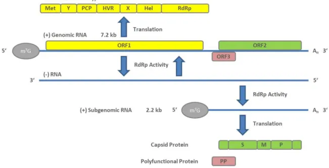 Figure 1. Genome arrangement of hepatitis E virus (HEV) and steps of viral genome replication