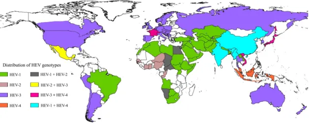 Figure 2. Global HEV genotype distribution. Different colors on the map indicate the distribution of  HEV genotypes (HEV-1 through -4) across the globe