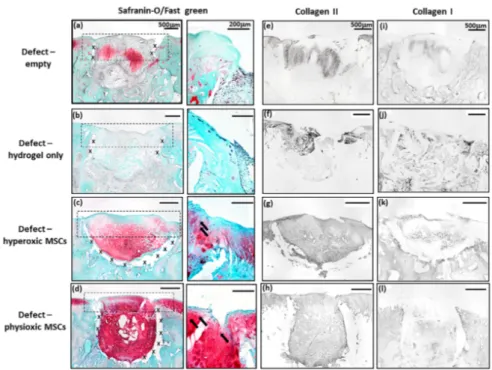 Figure 6. Macroscopic image of (a) empty defect immediately after creation and at (b) 6 weeks (defect cricled) post-surgery