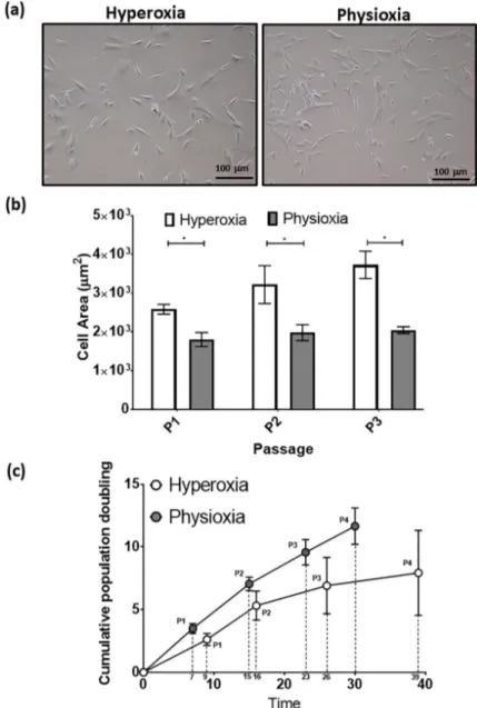 Figure 4b). Furthermore, hyperoxic MSCs increased their cell area with passage, whilst physioxic MSCs remained the same