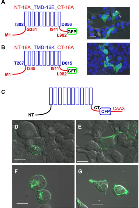 Figure 2. Expression of TMEM16 proteins.  Chimeras of TMEM16A/TMEM16E and  TMEM16A/TMEM16K were located in intracellular compartments (A,B), while TMEM16 paralogs  were targeted by the CAAX motif to the plasma membrane (C-G)