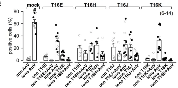 Figure 6. Plasma membrane expression of TMEM16E, -H, -J or -K was not correlated to phospholipid  scrambling activity