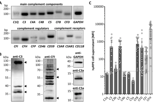 Figure 1. hpRPE cells express and secrete complement components. (A) mRNA expression of main  complement components of the classical (C1Q), central (C3) classical/lectin (C4A, C4B), terminal (C5)  and alternative (CFB, CFD) complement pathway was detected 