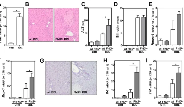 Figure 1. Fhl2 expression and effect of Fhl2 deficiency on hepatocellular injury and inflammation in  the mouse model of bile duct ligation (BDL)