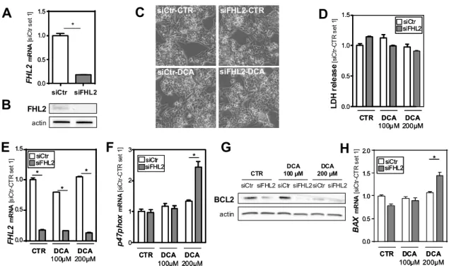 Figure 3. Effect of FHL2 depletion on bile acid-induced hepatocellular injury in vitro