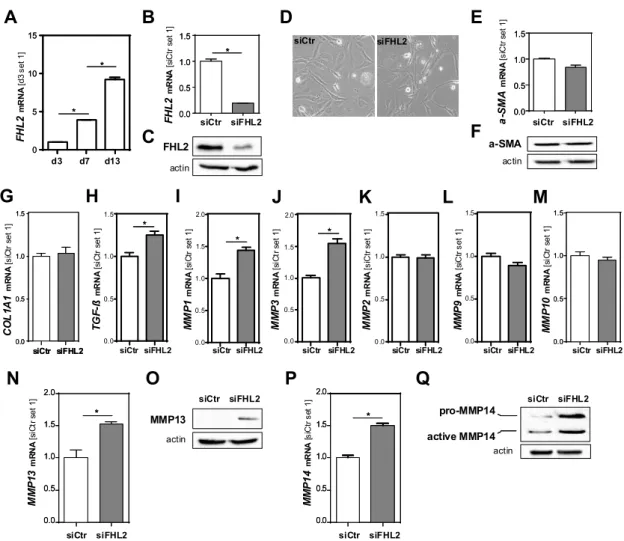 Figure 5. Effect of FHL2 depletion on pro-fibrogenic gene expression in hepatic stellate cells in vitro