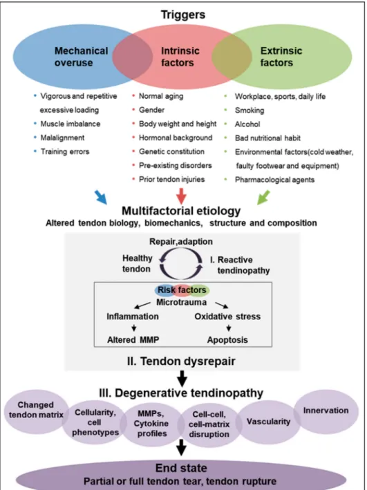 Figure 3. Schematic representation of tendinopathy pathogenesis. It is hypothesized that various risk factors including mechanical overuse as well as intrinsic and extrinsic factors can trigger the development of tendinopathy in a continuous way