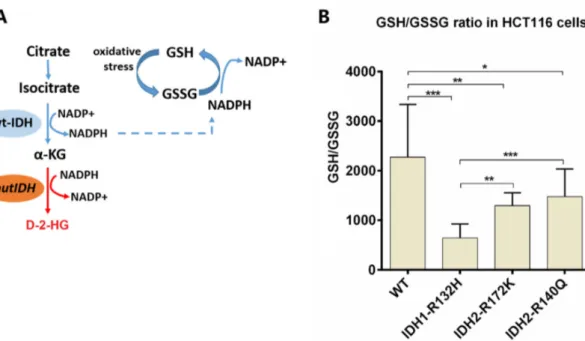 Figure 7. (A) Scheme depicting the reactions catalyzed by wild type and mutant IDH enzymes and  their respective effects on the provision of NADPH for the reduction of GSSG to GSH by glutathione  reductase