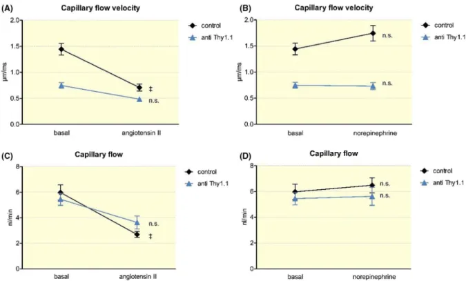 FIGURE 3  In vivo quantification of the glomerular capillary flow velocity and the capillary flow