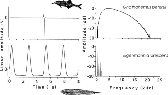 Figure 1 Electric organ discharges (EODs) recorded from an African mormyrid (top) and a South American gymnotiform electric ﬁ sh (below)