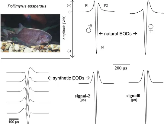 Figure 5 EOD waveform discrimination in Pollimyrus adspersus. Top panel, natural EODs showing a tendency for a sex difference, which are examples for broadly overlapping distributions